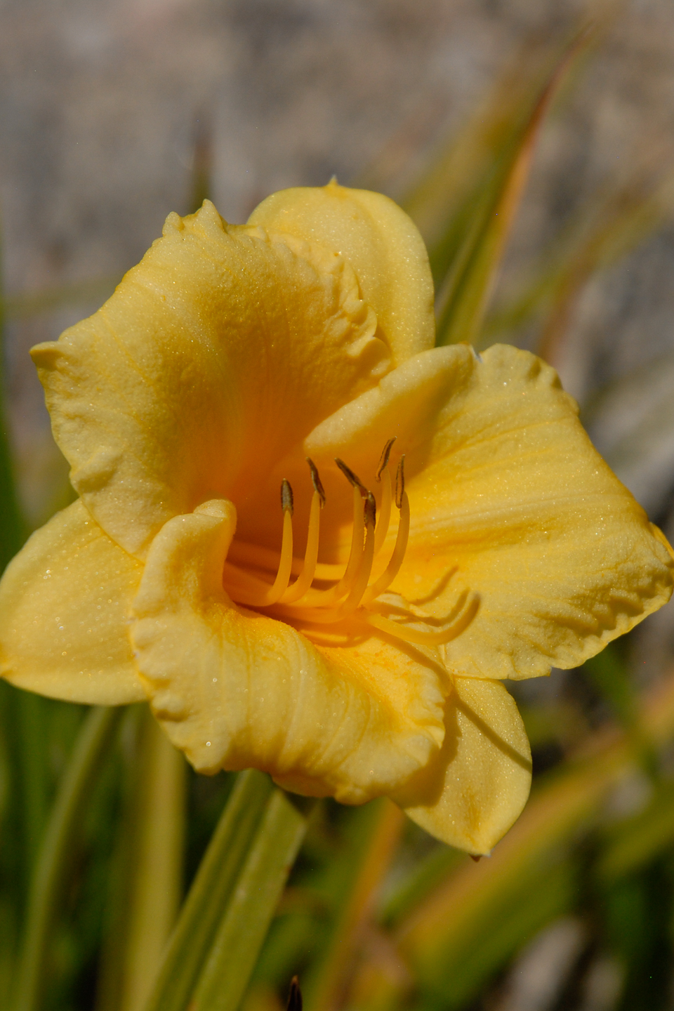 Stella D'Oro Daylily